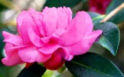 Chansonette Dwarf Weeping Camellia Sasanqua - 1 Gallon Pot -Exquisite Plants Camellia Chansonette 5