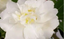 Diana Camellia Sasanqua - 1 Gallon Pot -Exquisite Plants Camellia Diana Flower Closeup