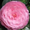E.G. Waterhouse Camellia - Williamsii Hybrid - 1 Gallon Pot -Exquisite Plants Camellia EG Waterhouse 1