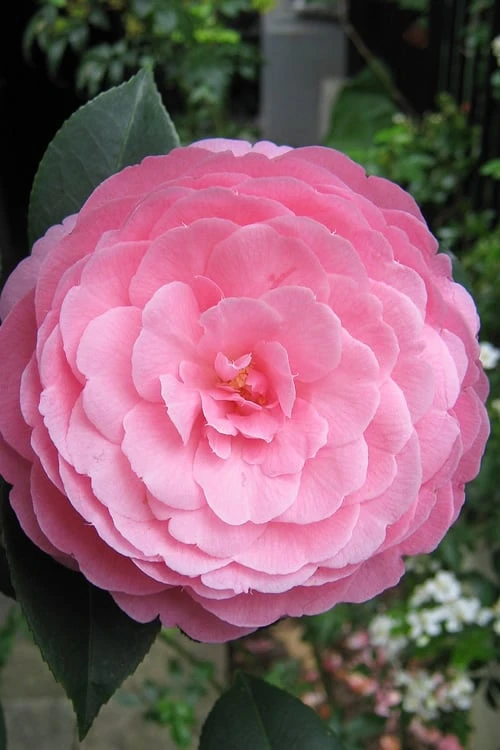 E.G. Waterhouse Camellia - Williamsii Hybrid - 1 Gallon Pot 3 E.G. Waterhouse Camellia - Williamsii Hybrid - 1 Gallon Pot