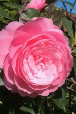 E.G. Waterhouse Camellia - Williamsii Hybrid - 1 Gallon Pot 11 E.G. Waterhouse Camellia - Williamsii Hybrid - 1 Gallon Pot -Exquisite Plants Camellia EG Waterhouse 2