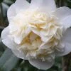 Fifth Avenue White Camellia Japonica - 3 Gallon Pot -Exquisite Plants Camellia Fifth Avenue