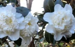 Fifth Avenue White Camellia Japonica - 3 Gallon Pot 11 Fifth Avenue White Camellia Japonica - 3 Gallon Pot -Exquisite Plants Camellia Fifth Avenue 21