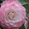 Grace Albritton Camellia Japonica - 1 Gallon Pot -Exquisite Plants Camellia Grace Albritton 5