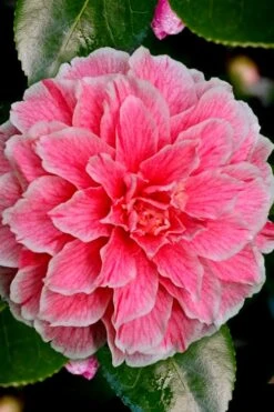 Brilliant Gem Fragrant Camellia Japonica - Herme - 3 Gallon Pot 13 Brilliant Gem Fragrant Camellia Japonica - Herme - 3 Gallon Pot -Exquisite Plants Camellia Hermes 6 1