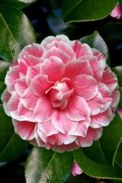 Brilliant Gem Fragrant Camellia Japonica - Herme - 3 Gallon Pot 12 Brilliant Gem Fragrant Camellia Japonica - Herme - 3 Gallon Pot -Exquisite Plants Camellia Herrmes 4 1