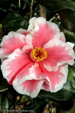 Lady Vansittart Multicolor Camellia Japonica - 1 Gallon Pot -Exquisite Plants Camellia Lady Vansittart 12