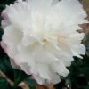 October Magic Snow Camellia - 2.5 Quart Pot -Exquisite Plants Camellia October Magic Snow 5