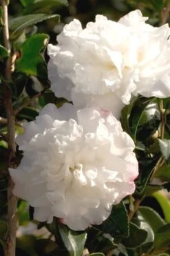 October Magic Snow Camellia - 2.5 Quart Pot -Exquisite Plants Camellia October Magic Snow 500x750 1