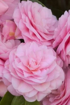 Pearl Maxwell Camellia Japonica - 3 Gallon Pot 13 Pearl Maxwell Camellia Japonica - 3 Gallon Pot -Exquisite Plants Camellia Pearl Maxwell 10