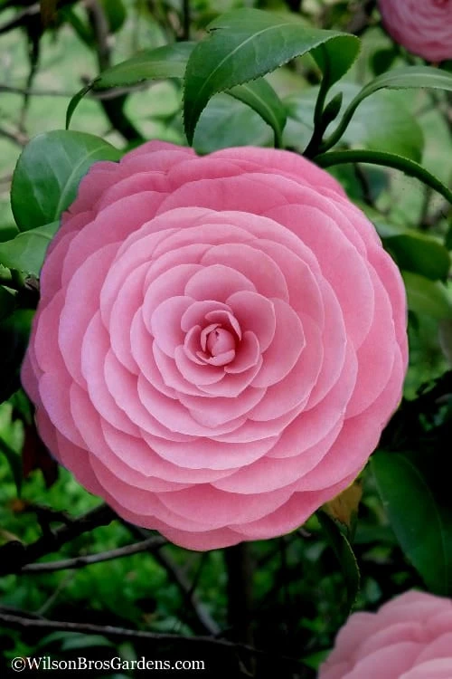 Pearl Maxwell Camellia Japonica - 3 Gallon Pot 3 Pearl Maxwell Camellia Japonica - 3 Gallon Pot