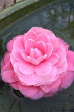 Pearl Maxwell Camellia Japonica - 3 Gallon Pot 12 Pearl Maxwell Camellia Japonica - 3 Gallon Pot -Exquisite Plants Camellia Pearl Maxwell 5