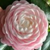 Pink Perfection Camellia Japonica - 2 Gallon Pot 2 Pink Perfection Camellia Japonica - 2 Gallon Pot -Exquisite Plants Camellia Pink Perfection 26