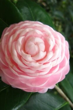 Pink Perfection Camellia Japonica - 2 Gallon Pot 10 Pink Perfection Camellia Japonica - 2 Gallon Pot -Exquisite Plants Camellia Pink Perfection 27