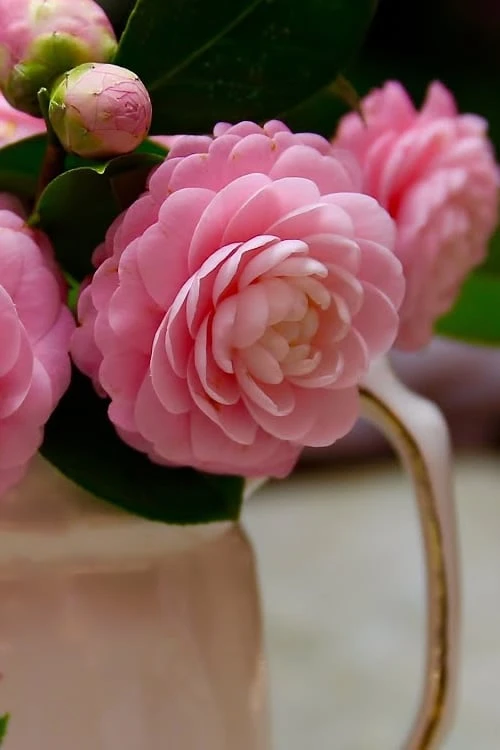 Pink Perfection Camellia Japonica - 6 Pack Of 1 Gallon Pots 7 Pink Perfection Camellia Japonica - 6 Pack Of 1 Gallon Pots - Image 5