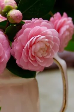 Pink Perfection Camellia Japonica - 2 Gallon Pot 11 Pink Perfection Camellia Japonica - 2 Gallon Pot -Exquisite Plants Camellia Pink Perfection 29