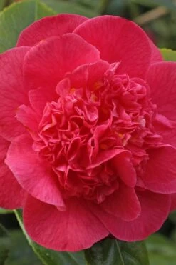 Red Fellow Camellia Japonica - 1 Gallon Pot 9 Red Fellow Camellia Japonica - 1 Gallon Pot -Exquisite Plants Camellia Red Fellow 1
