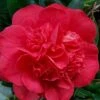 Red Fellow Camellia Japonica - 1 Gallon Pot -Exquisite Plants Camellia Red Fellow 2
