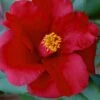 Royal Velvet Red Camellia Japonica - 3 Gallon Pot -Exquisite Plants Camellia Royal Velvet 5