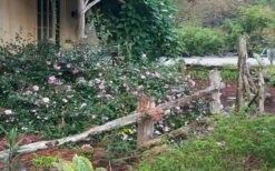 Sarrel Dwarf Camellia Sasanqua - 3 Gallon Pot 9 Sarrel Dwarf Camellia Sasanqua - 3 Gallon Pot -Exquisite Plants Camellia Sarrel 5