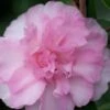 Sarrel Dwarf Camellia Sasanqua - 3 Gallon Pot -Exquisite Plants Camellia Sorrel 1