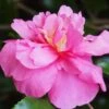 Sparkling Burgundy Camellia Sasanqua - 3 Gallon Pot -Exquisite Plants Camellia Sparkling Burgundy 22