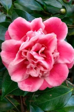 Tama Bambino Camellia Japonica - 3 Gallon Pot -Exquisite Plants Camellia Tama Bambino 1