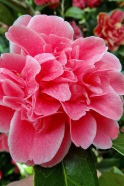 Tama Bambino Camellia Japonica - 3 Gallon Pot -Exquisite Plants Camellia Tama Bambino 10