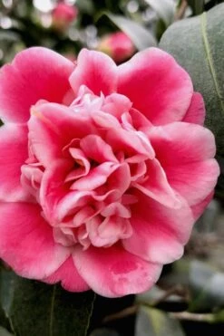 Tama Bambino Camellia Japonica - 3 Gallon Pot -Exquisite Plants Camellia Tama Bambino 11