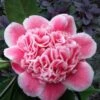 Tama Bambino Camellia Japonica - 3 Gallon Pot -Exquisite Plants Camellia Tama Bambino 12