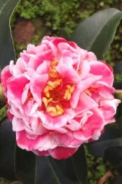 Tama Bambino Camellia Japonica - 3 Gallon Pot -Exquisite Plants Camellia Tama Bambino 2