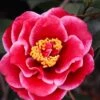 Tama Vino Camellia Japonica - 3 Gallon Pot -Exquisite Plants Camellia Tama Vinio 10