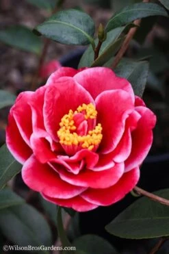 Tama Vino Camellia Japonica - 3 Gallon Pot -Exquisite Plants Camellia Tama Vinio 7