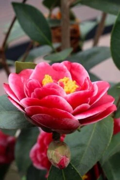 Tama Vino Camellia Japonica - 3 Gallon Pot -Exquisite Plants Camellia Tama Vinio 8