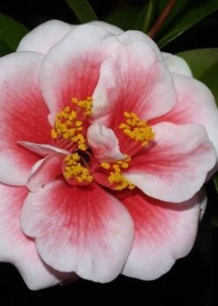 Tama Vino Camellia Japonica - 3 Gallon Pot -Exquisite Plants Camellia Tama Vino 4