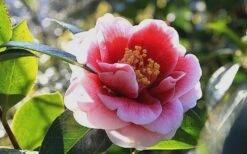 Tama Vino Camellia Japonica - 3 Gallon Pot -Exquisite Plants Camellia Tama Vino 7