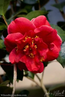 Tama Vino Camellia Japonica - 3 Gallon Pot -Exquisite Plants Camellia Tama Vino JW 1