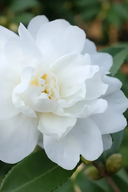 Winter's Waterlily Cold Hardy Camellia - 3 Gallon Pot 3 Winter's Waterlily Cold Hardy Camellia - 3 Gallon Pot