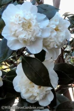 Fifth Avenue White Camellia Japonica - 3 Gallon Pot 10 Fifth Avenue White Camellia Japonica - 3 Gallon Pot -Exquisite Plants Camellia fifth avenue 20