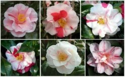 Lady Vansittart Multicolor Camellia Japonica - 1 Gallon Pot -Exquisite Plants CamelliaLadyVasittart 2