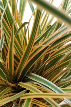 Evercolor Everglow Carex - 1 Gallon Pot -Exquisite Plants Carex Evercolor Everglow 2