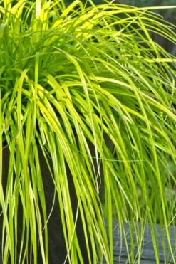 Evercolor Everillo Carex - 1 Gallon Pot -Exquisite Plants Carex Everillo 500x750 1
