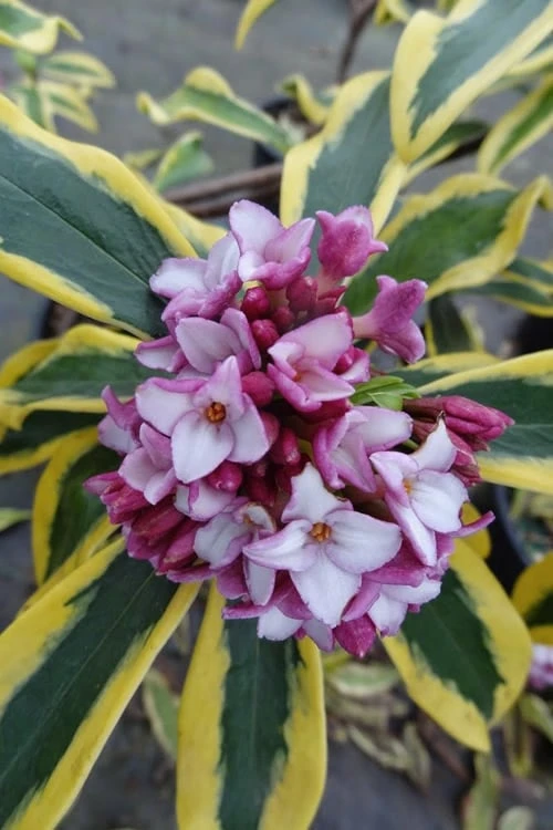 Maejima Variegated Pink Winter Daphne - 1 Gallon Pot 3 Maejima Variegated Pink Winter Daphne - 1 Gallon Pot