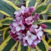 Maejima Variegated Pink Winter Daphne - 2 Gallon Pot -Exquisite Plants Daphne Odora Maejima 500x750 2