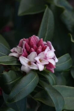 Zuiko Nishiki Winter Daphne Odora - 2 Gallon Pot -Exquisite Plants Daphne Odora Zuiko Nishiki 6