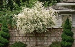 Variegated Dappled Willow Tree - Salix Integra 'Hakuro Nishiki' - 1 Gallon Pot - Tree Form -Exquisite Plants Dappled Willow Tree 1 1