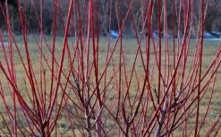 Variegated Dappled Willow Tree - Salix Integra 'Hakuro Nishiki' - 1 Gallon Pot - Tree Form -Exquisite Plants Dappled Willow Tree Stems 2