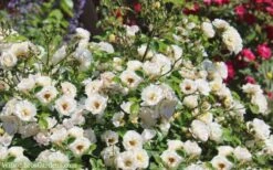 Popcorn Drift Groundcover Rose - 2 Gallon Pot -Exquisite Plants Drift Rose Popcorn 21
