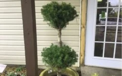 Poodle Tier Dwarf Alberta Spruce Topiary - 2 Gallon Pot -Exquisite Plants Dwarf Alberta Spruce Poodle Tier 2