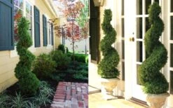 Spiral Dwarf Alberta Spruce Topiary - 7 Gallon Pot 9 Spiral Dwarf Alberta Spruce Topiary - 7 Gallon Pot -Exquisite Plants Dwarf Alberta Spruce Spiral